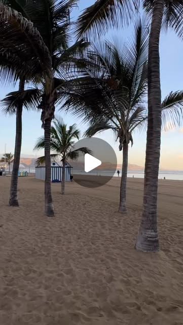 A reel still of palm trees over an empty beach in Gran Canaria in low evening light.